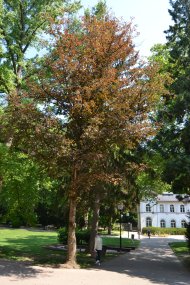 Führung durch den alten Kurpark