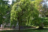Frühling im Kurpark Blühender Baum vor dem Standesamt in Bad Soden