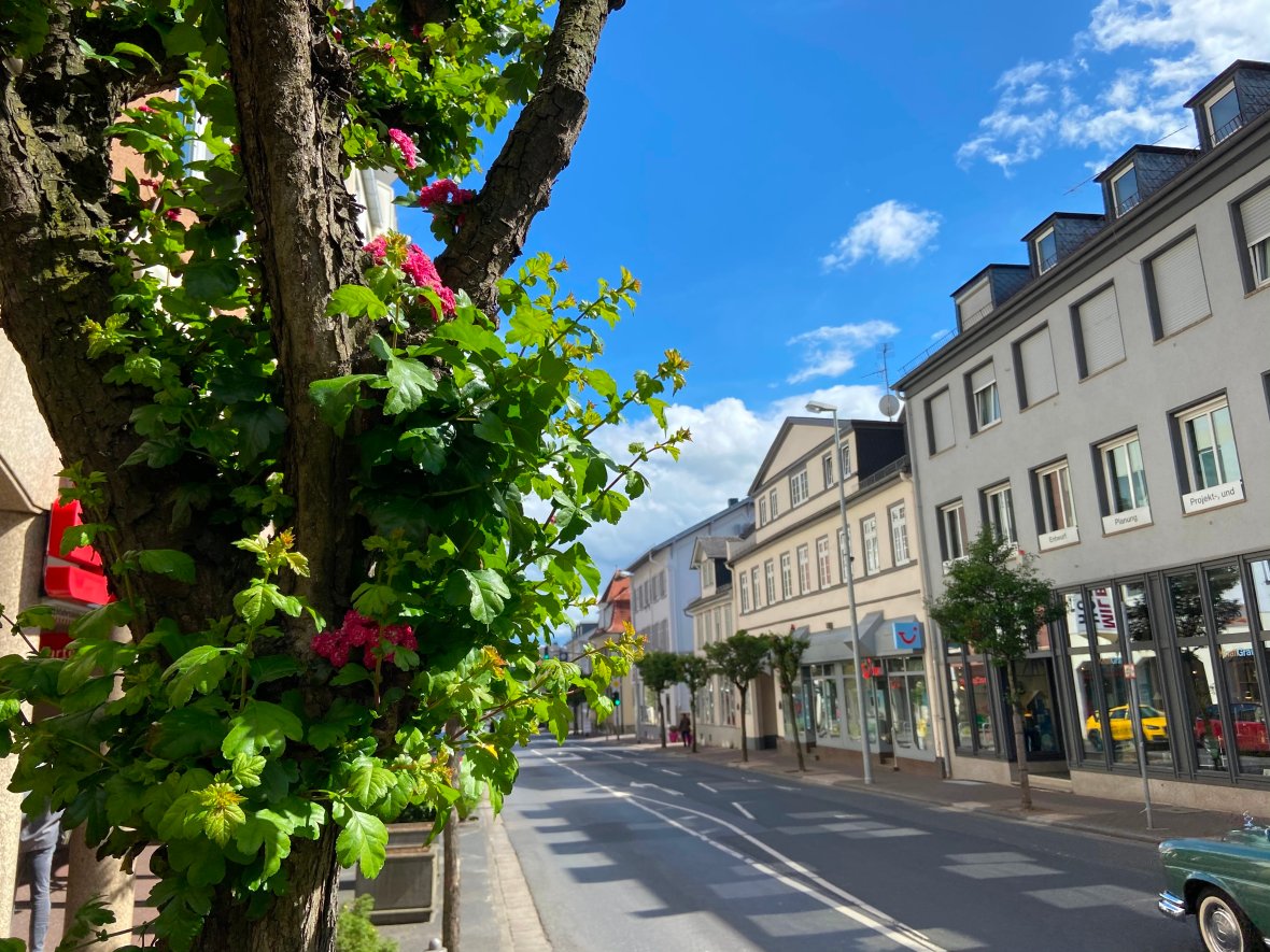 Blühende Bäume auf der Königsteiner Straße