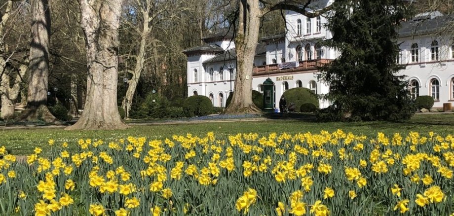 gelbe, blühende Blumen im Park