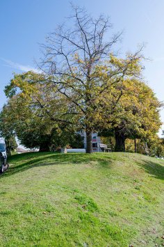 Drei Linden Neuenhain Drei Linden - Wahrzeichen von Neuenhain