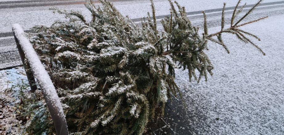 Weihnachtsbaum Ein Weihnachtsbaum, der draußen liegt und darauf wartet, abgeholt zu werden.