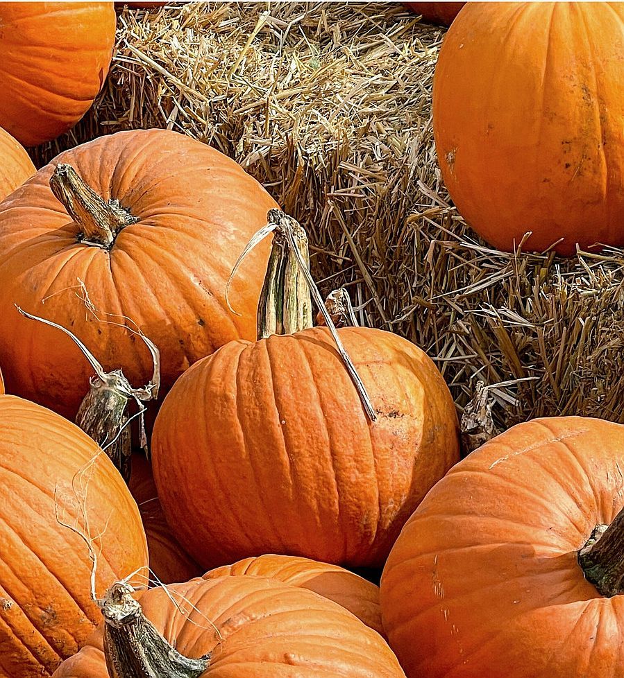 10 herbstliche Kürbis gerichte zum nachkochen - 1 10 herbstliche Kürbis gerichte zum nachkochen - 1