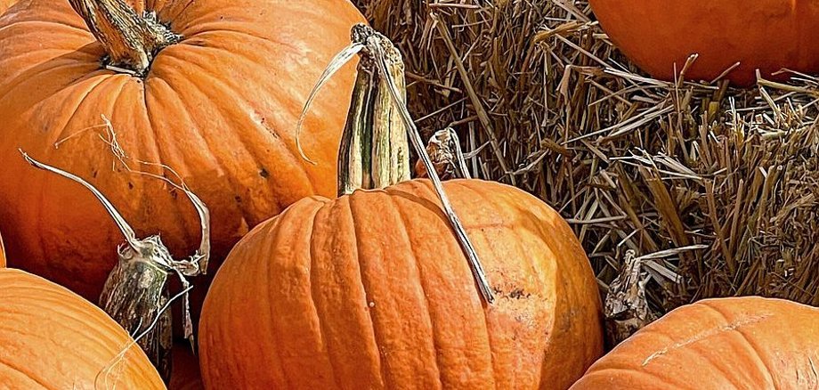 10 herbstliche Kürbis gerichte zum nachkochen - 1 10 herbstliche Kürbis gerichte zum nachkochen - 1