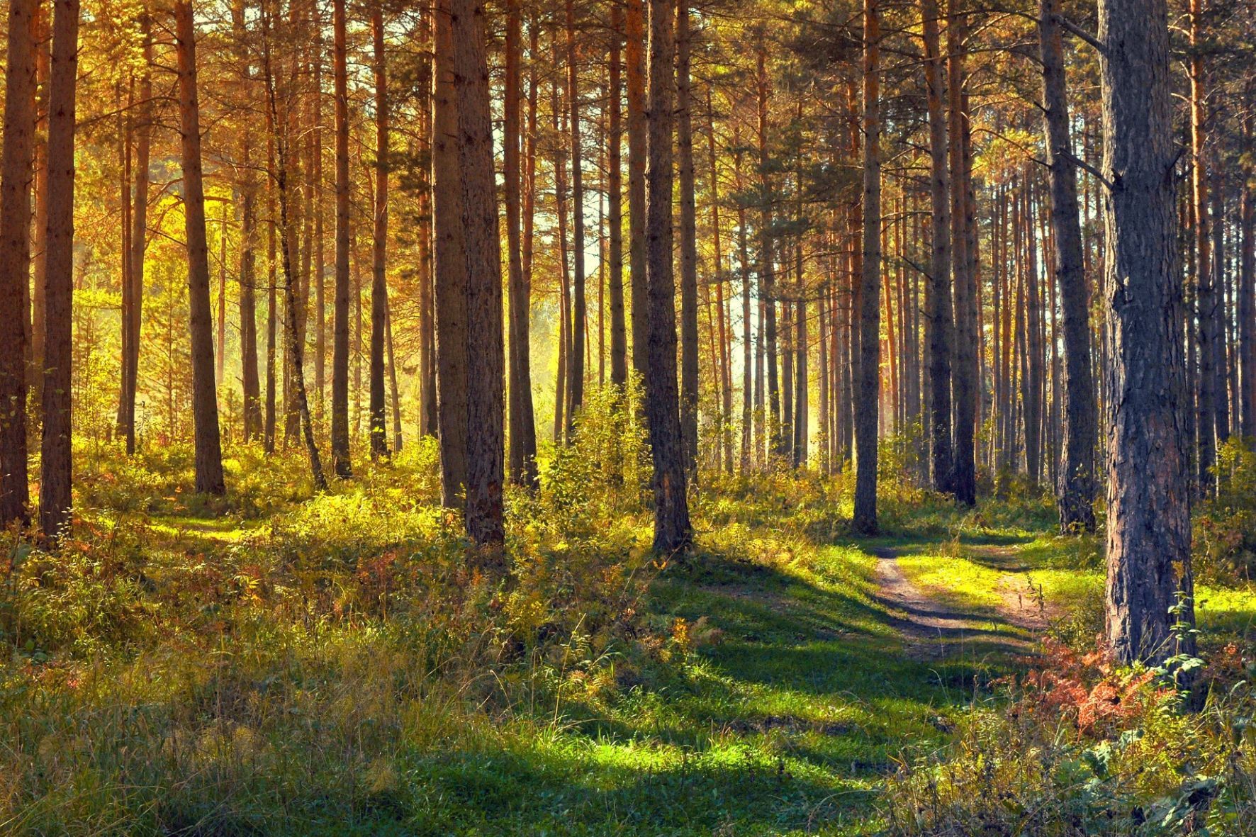Schöner Wald lockt zum Spaziergang