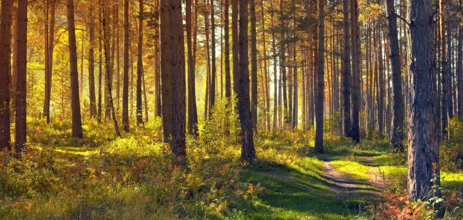 Waldimpression Schöner Wald lockt zum Spaziergang