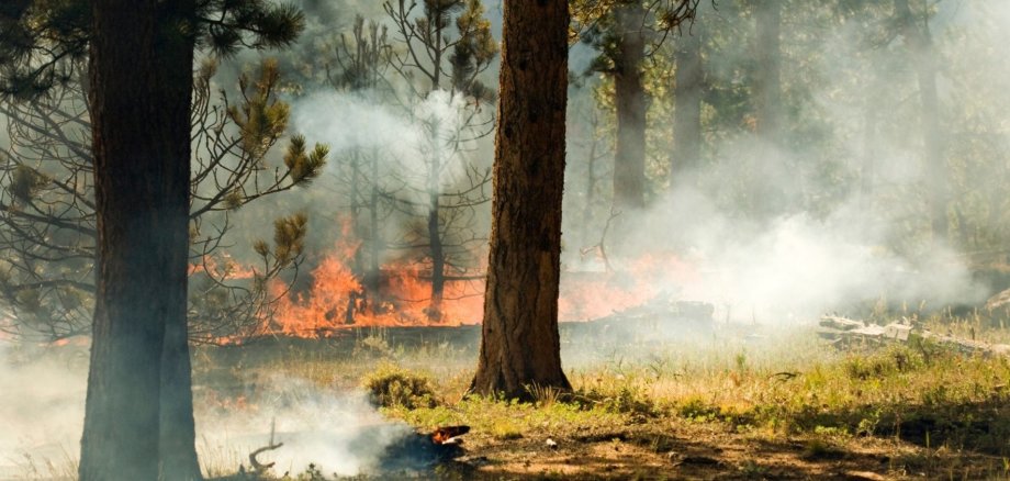 Waldbrandgefahr brennender Wald