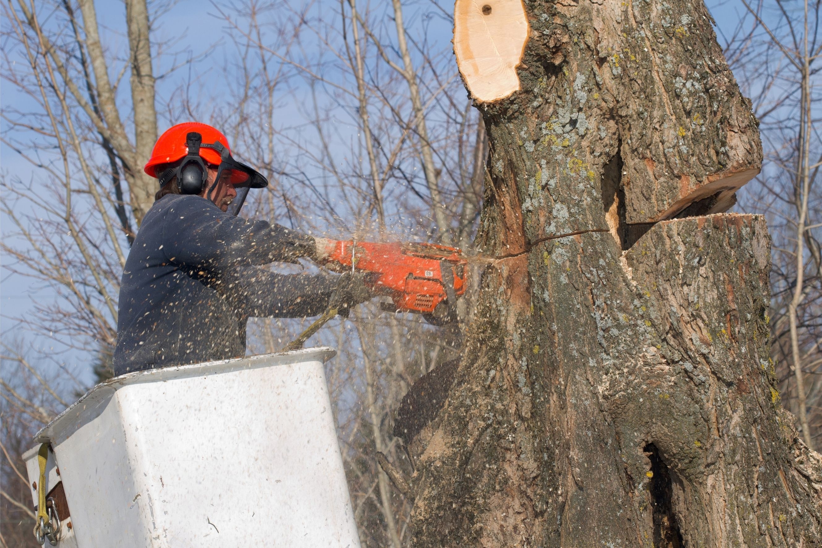 Baum fällen Mann fällt Baum mit Kettensäge