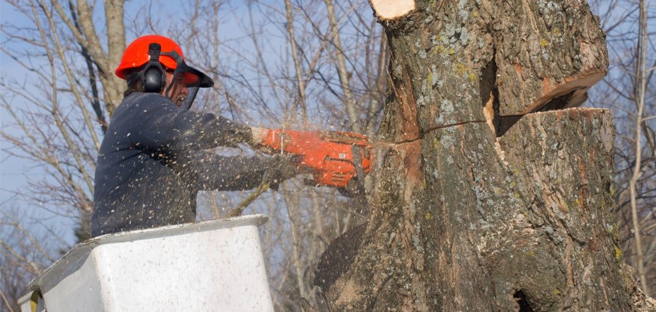 Mann fällt Baum mit Kettensäge