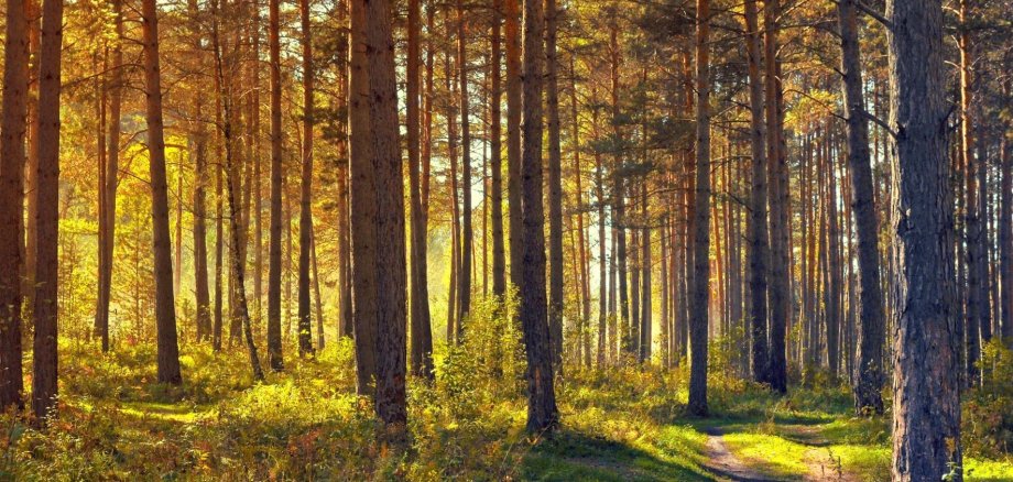 Schöner Wald lockt zum Spaziergang