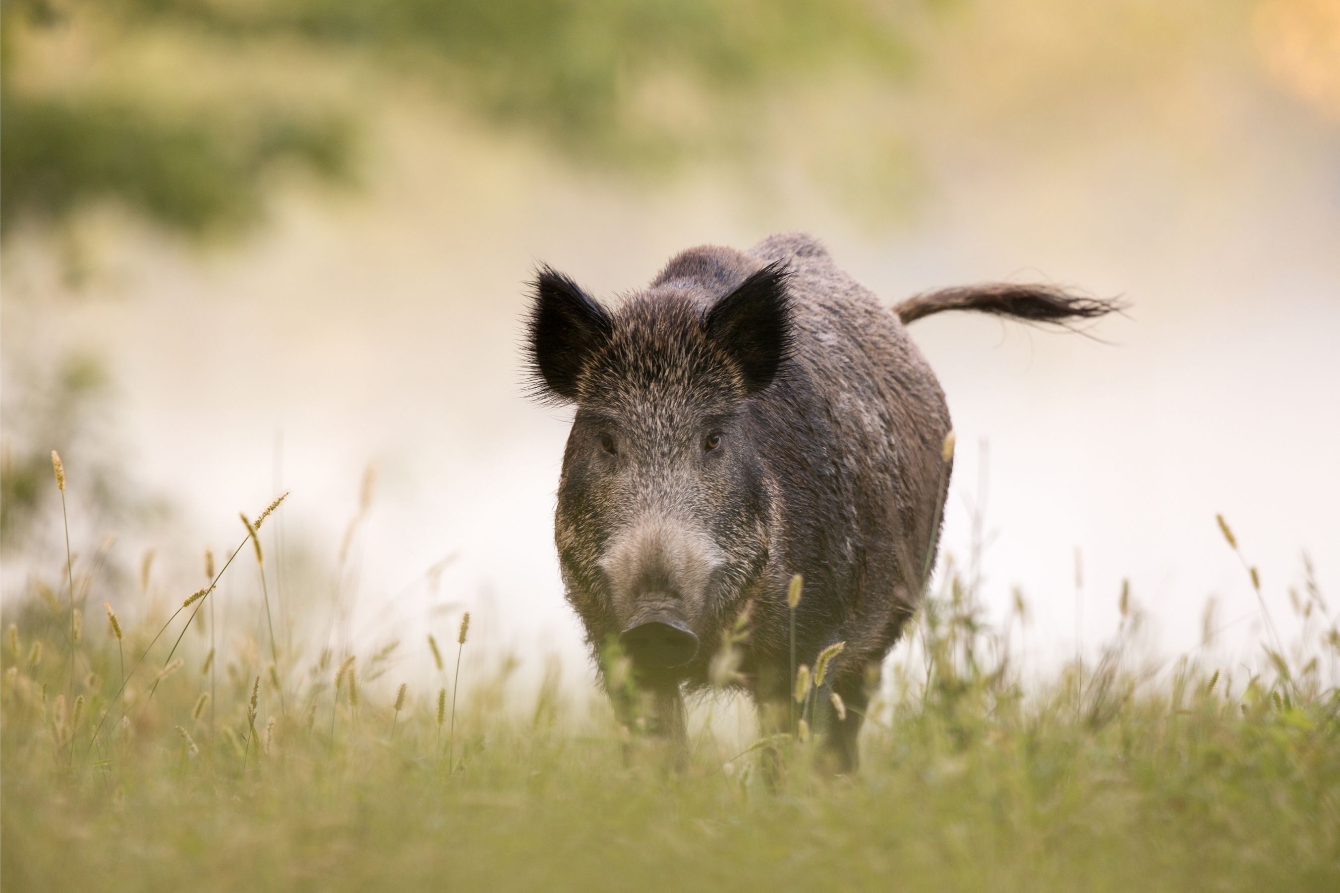 Wildschwein im Wald