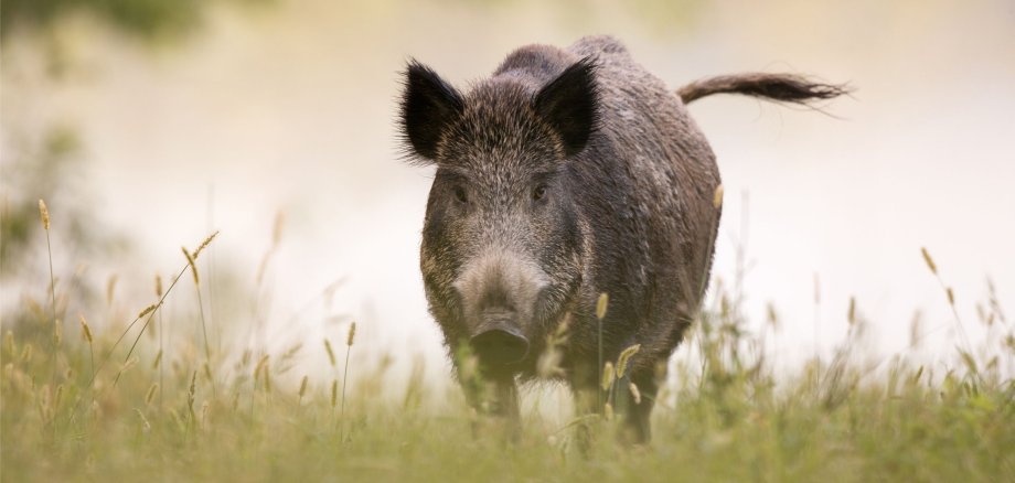 Wildschwein im Wald