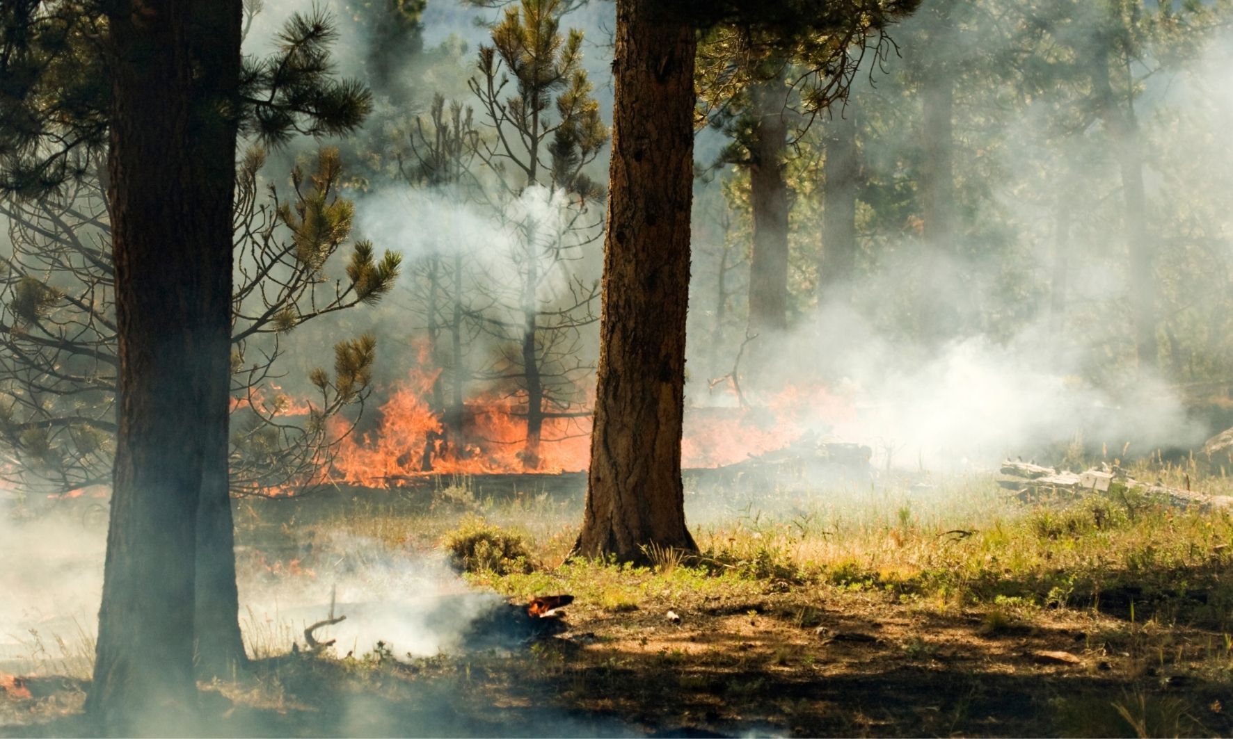 Waldbrandgefahr brennender Wald