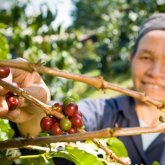 Fairtrade  Frau erntet Fairtrade Trauben