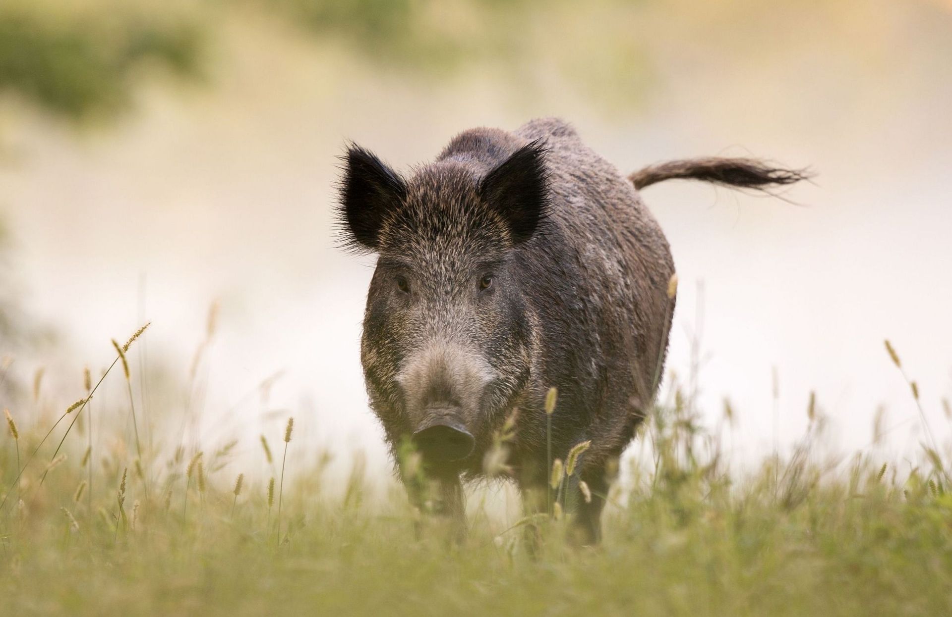 Wildschwein Foto zeigt Wildschwein mit Blickrichtung nach vorne