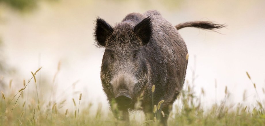 Foto zeigt Wildschwein mit Blickrichtung nach vorne