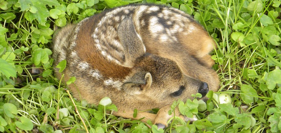 Rehkitz Rehkitz - Leinenzwang - Hunde
