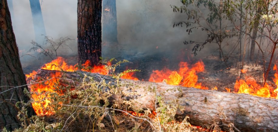 Das Foto zeigt einen Waldbrand