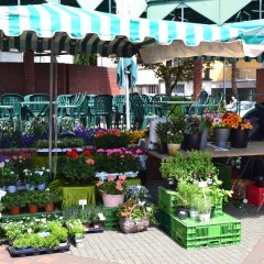 Ein Blumenstand auf dem Wochenmarkt